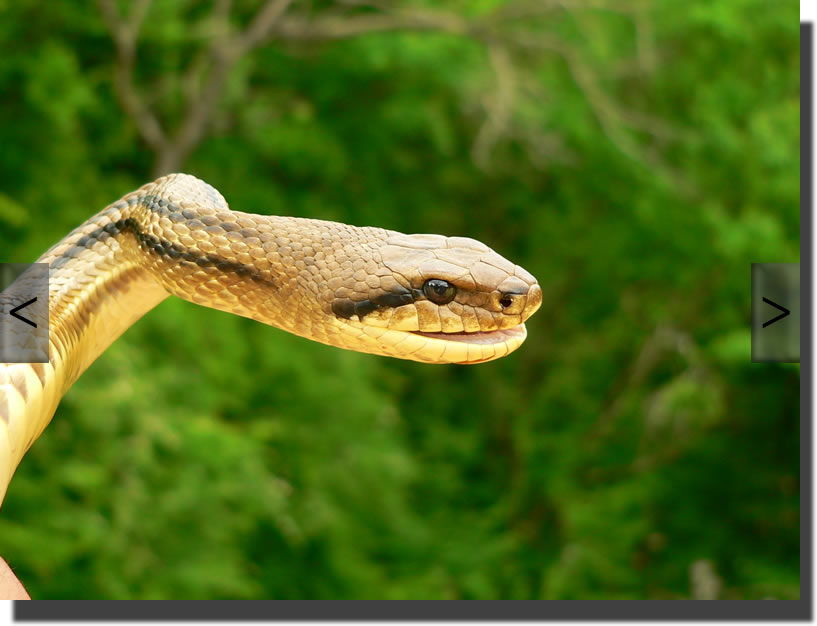 Elaphe quatuorlineata